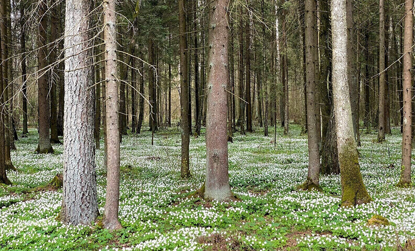 Дом Востока2.png